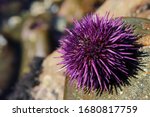 Purple Sea Urchin ...
