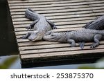 Alligators Resting On A Wooden...