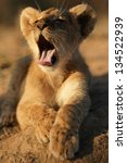 Lion Cub Yawning