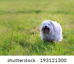 White Dog With Long Hair ...