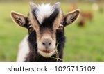 Close Up Of A Young Goat  With...