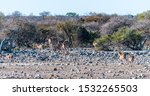 A Group Of Greater Kudu ...