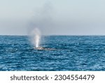 Small photo of Detail of a surfacing grey whale blowing a plume of water vapour into the air.