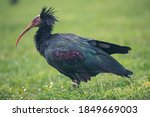 Northern Bald Ibis Stopping In...