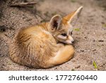 Fennec Fox Or Desert Fox  Cute...