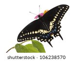 Butterflies Eastern Black...