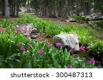 Parry Primrose (Primula parryi) blooming along the banks of the forest stream.. Great Basin National Park, Nevada