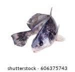 The black drum (Pogonias cromis) in a jump.   Isolated on white background