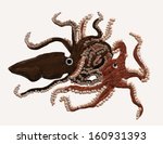 squid attacking an octopus  | Shutterstock . vector #160931393
