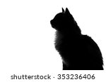 Silhouette of fluffy cat on a...
