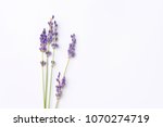 Violet Lavender Flowers...