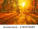 Autumn Forest Path. Orange...