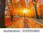 Autumn forest path. Orange color tree, red brown maple leaves in fall city park. Nature scene in sunset fog Wood bench in scenic scenery Bright light sun Sunrise of a sunny day, morning sunlight view.