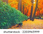 Morning blur in autumn park. Orange red green leaves. Yellow forest tree on background. Fall season nature scene beauty Bench alley in city garden Path in woods, scenery day in sun street Blurry bokeh