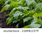 Small photo of Green Bush Snap Bean, Cupidon - Phaseolus vulgaris. Perfect variety for market growers and gardeners because the fruit are held high on the plant for easy harvest.