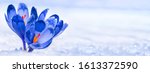 crocuses   blooming blue... | Shutterstock . vector #1613372590