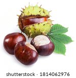Small photo of Group of horse chestnut fruits and chestnut spiky capsules isolated on white background.