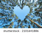 Pine trees in the forest form a heart shape their branches against a blue sky, a perspective view from the bottom up. Valentine's Day concept.