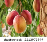 Ripe mango fruits on mango tree. Green foliage at the background.