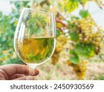 Glass of white wine in man hand ...