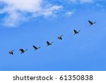 Geese Fly South