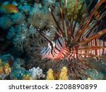 Small photo of Red lionfish (Pterois volitans) or zebrafish is a venomous coral reef fish in the Red Sea, Egypt. Underwater photography and travel.