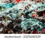 Small photo of Crocodile Flathead or Crocodilefish, De Beaufort's Flathead and Beaufort's Crocodilefish at Raja Ampat, Indonesia. Underwater photography and travel.