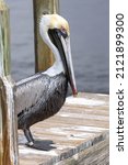 A Pelican Bird Stands On A...