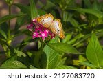 A Colorful Buckeye Butterfly In ...