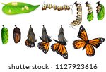 The Butterfly Life Cycle...