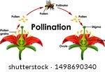 Diagram Showing Pollination...
