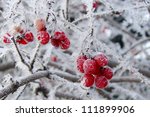 Berries In Hoarfrost