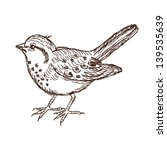 Sketch Bird. Vector Illustration