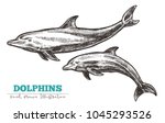 Hand Drawn Vector Dolphins....