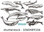 Whales Sketch Set. Big...