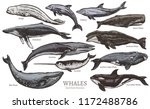 Whales Color Sketch Set. Big...