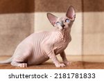Small photo of Blue mink and white color Sphynx cat four months old with blue eyes sitting at wool plaid brown and beige blanket and looking away carefully. Beautiful hairless male cat is rare breed pet. Home shot.
