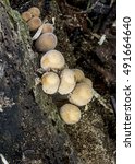 Small photo of Fungi. Coprinus xanthothrix