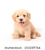 Poodle Puppy On White Background