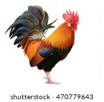 Beautiful male rooster isolated ...