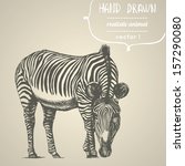 zebra. hand drawn vector... | Shutterstock .eps vector #157290080