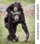 Chimpanzee Mother With Her...