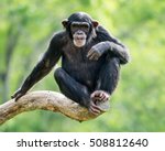 Frontal Portrait of a Young Chimpanzee Relaxing on a Tree Branch