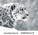 Profile Portrait Of A Snow...