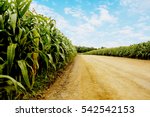 Road To Corn Fields.can Use...