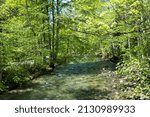Small photo of Rottach river flowing through springlike forest, hiking route near Tegernsee