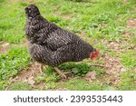 Small photo of hen pecks in the green grass. chicken bird with hammered plumage