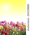 Small photo of springlike sunny background with tulip blossoms and copy space