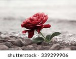 One Red Rose Flower At The...