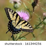 Eastern Tiger Swallowtail...